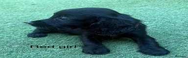 Cocker Spaniel 6