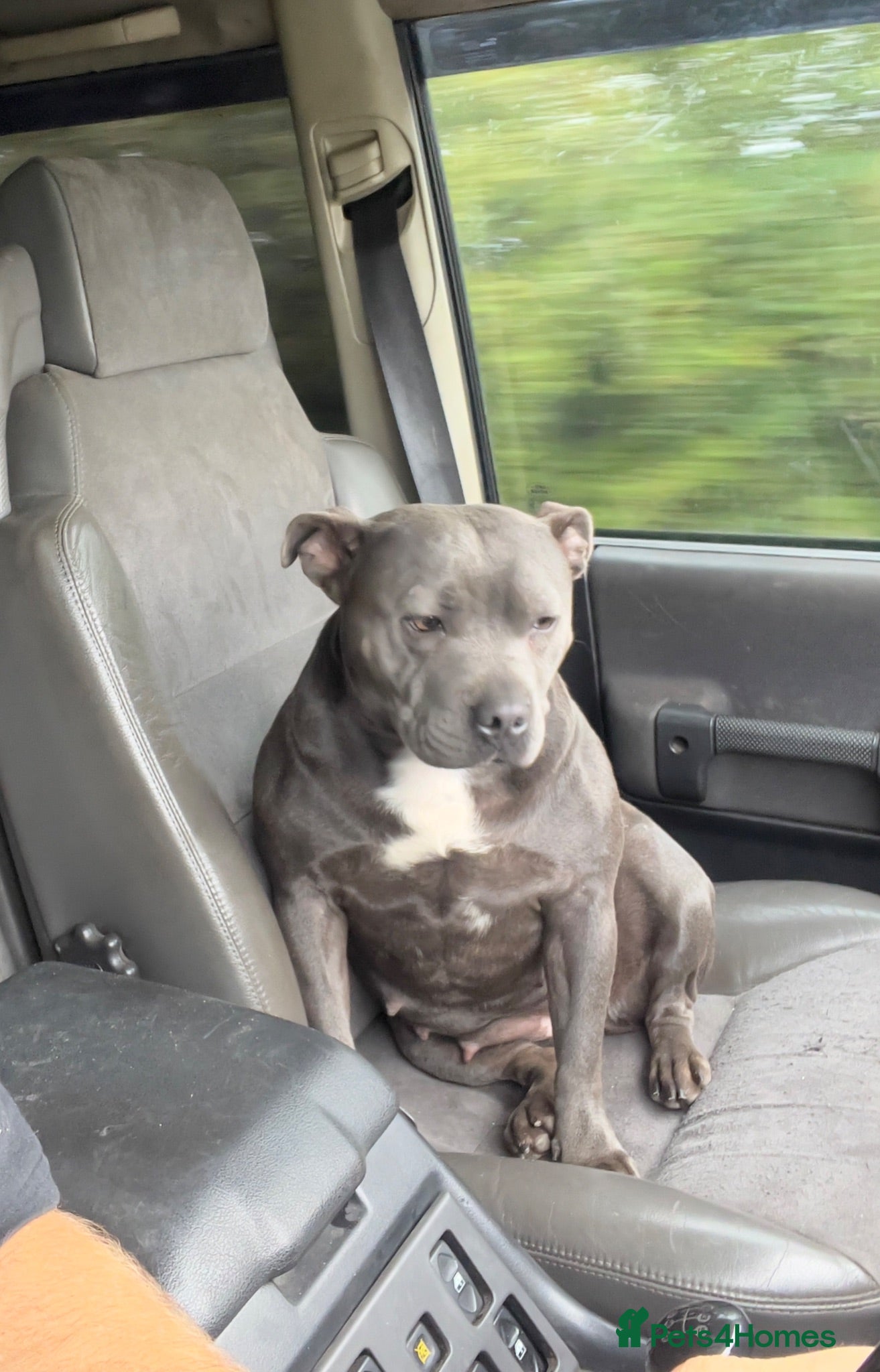 Staffordshire Bull Terrier dogs Gorgeous blue KC Staffy Pups *Champion Bloodlines* - Advert 2