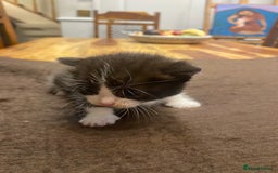 Domestic Shorthair cats for sale: 5 beatiful kittens for sale  - Image 5