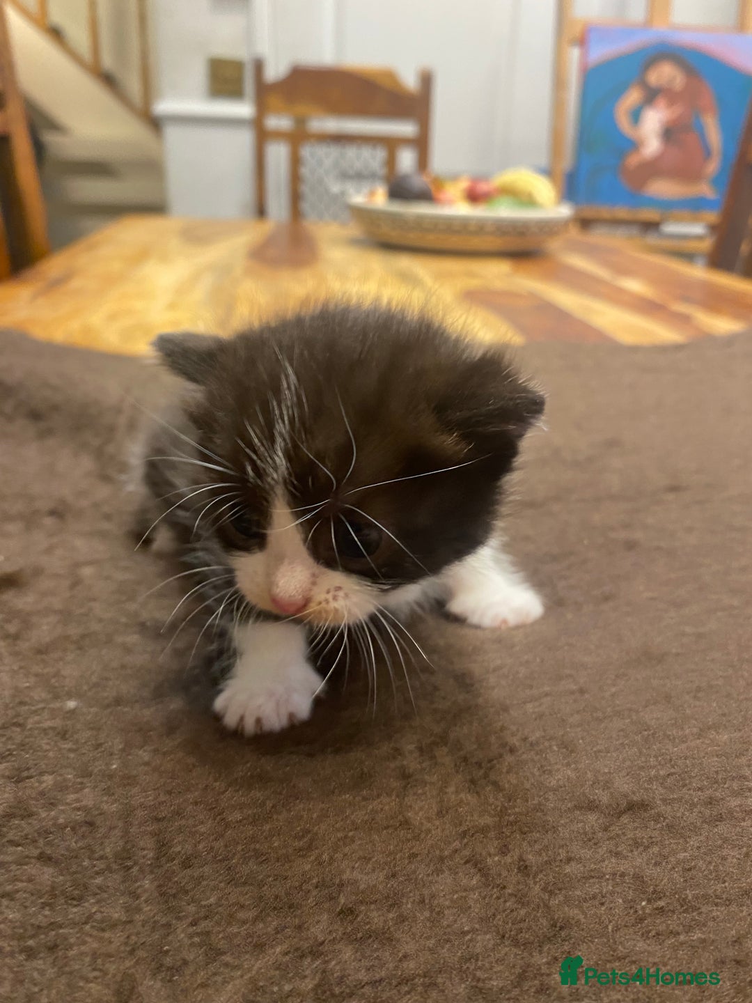 Domestic Shorthair cats for sale: 5 beatiful kittens for sale  - Image 5