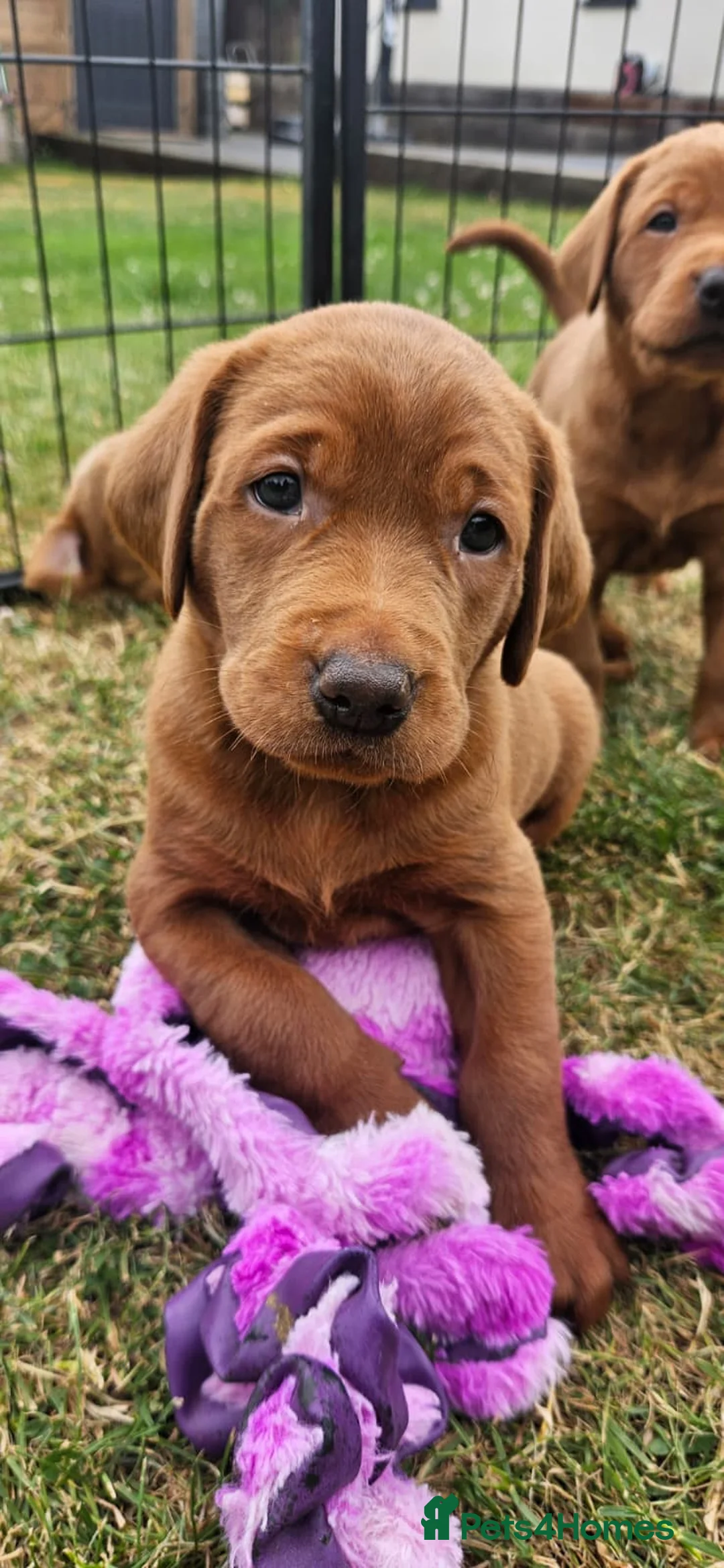 Labrador Retriever dogs for sale: 1 bitch available dark fox red KC registered  - Advert 2