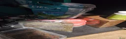 Gecko reptiles for sale: Madagascan Giant Day Gecko & terrarium  - Advert 7