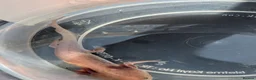 Axolotl reptiles for sale: Copper axanthic Melanoid baby Axolotl - Advert 18