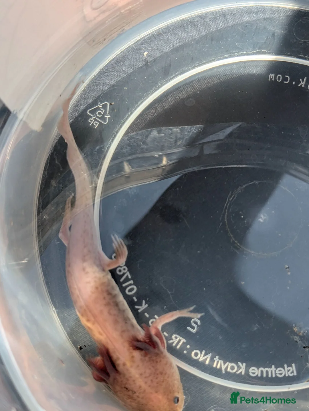 Axolotl reptiles for sale: Copper axanthic Melanoid baby Axolotl - Advert 18