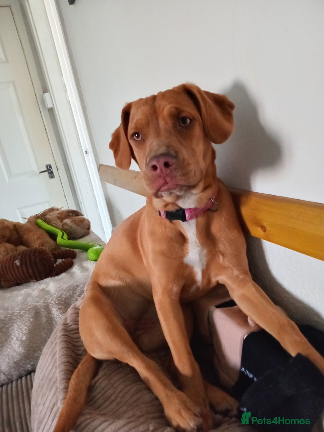 Mixed Breed dogs for sale: Leah hungarian vizsla x - Image 2