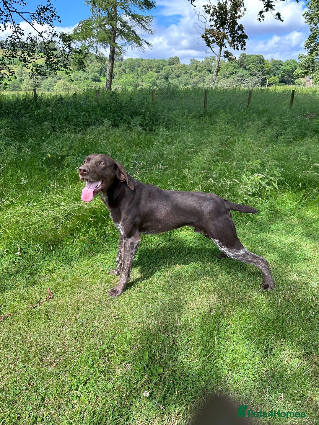 German Shorthaired Pointer dogs for stud: KC REGISTERED & HIP SCORED GSP (STUD) in Perth - Advert 3