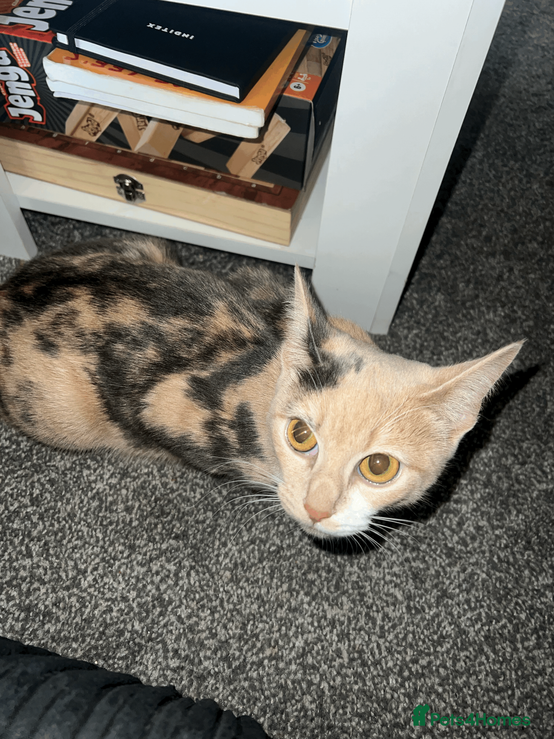 Domestic Shorthair cats for sale: Adorable Kittens Looking for Their Forever Homes - Advert 3