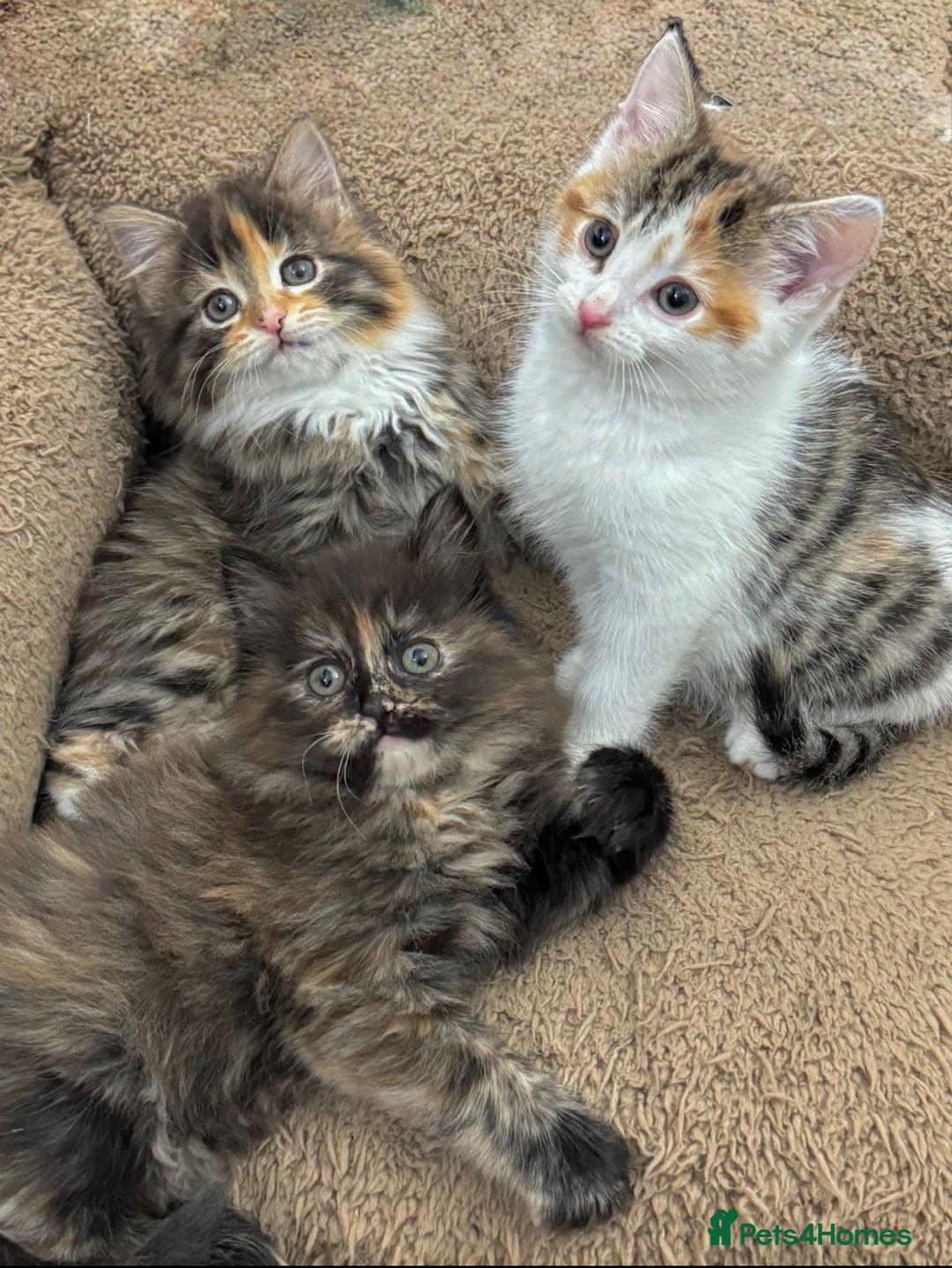 Mixed Breed cats for sale: GORGEOUS KITTENS  - Advert 7