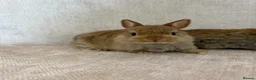 Netherland Dwarf rabbits for sale: Only 8 weeks old Beautiful Netherland Dwarfs - Advert 2