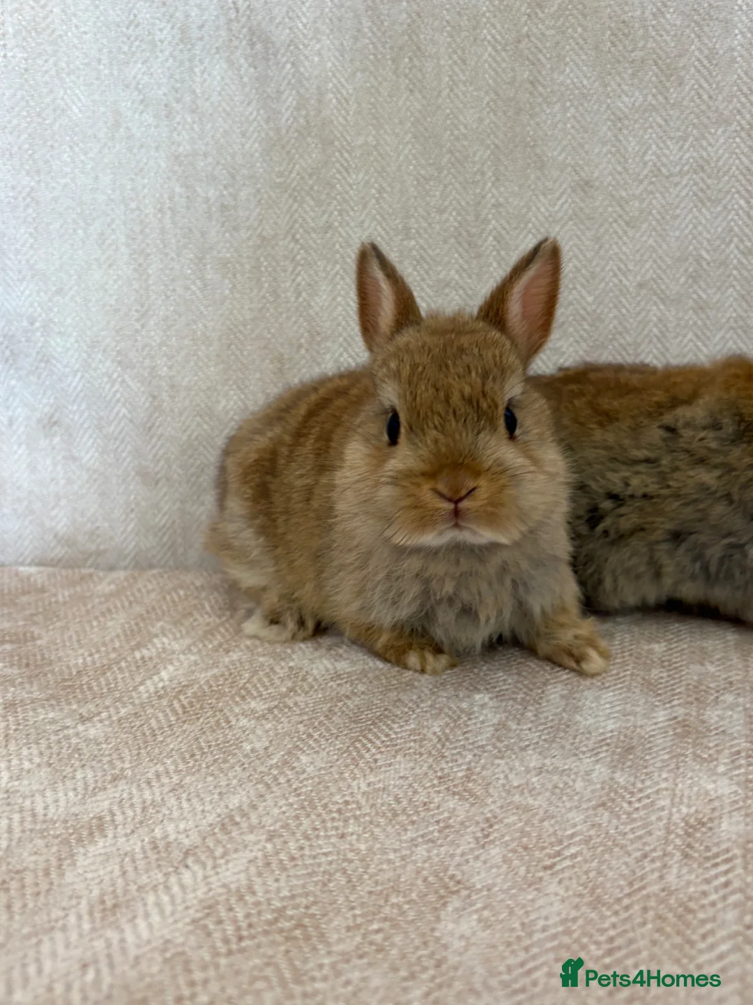 Netherland Dwarf rabbits for sale: Only 8 weeks old Beautiful Netherland Dwarfs - Advert 2