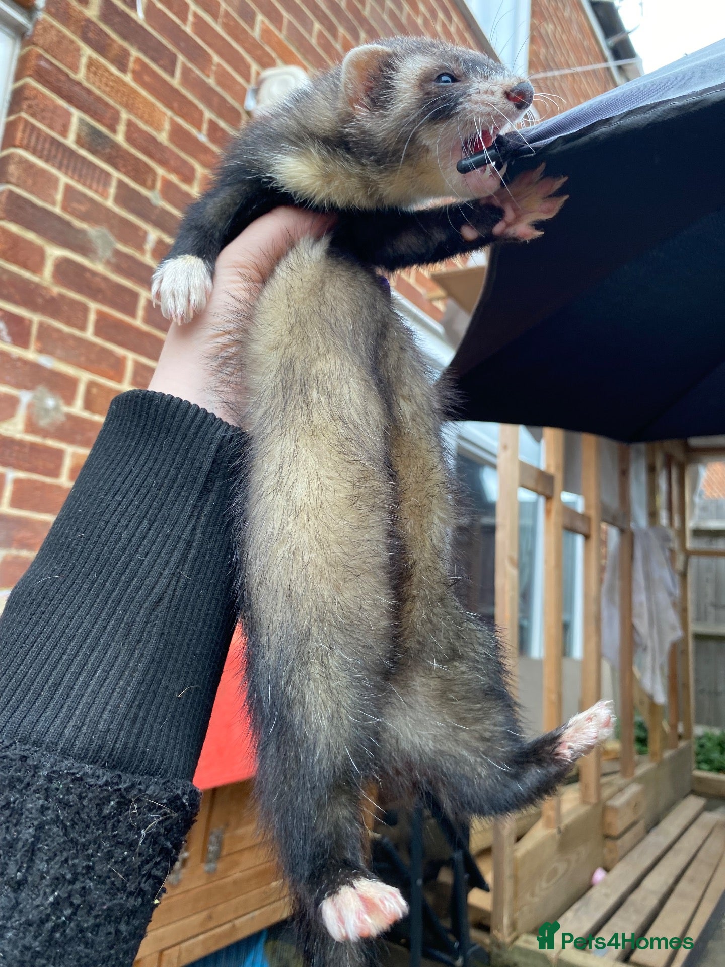 Ferret rodents Male Ferret - Rocket  - Advert 1
