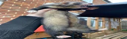Ferret rodents for sale: Male Ferret - Rocket  - Advert 5
