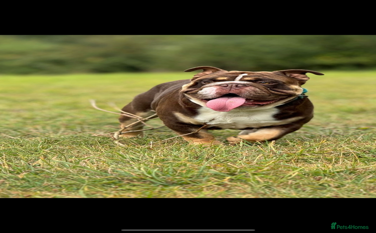 English Bulldog dogs - Advert 1