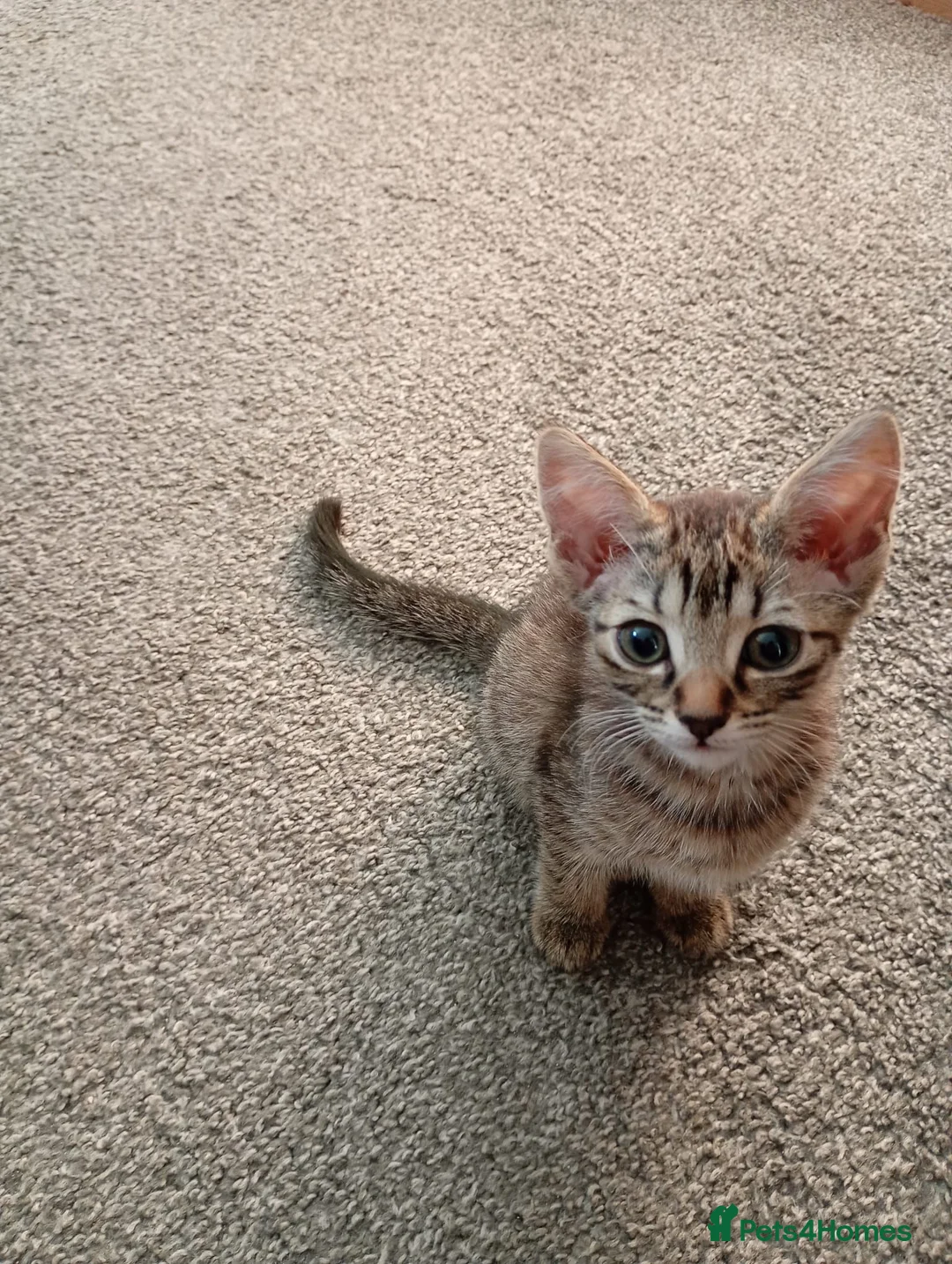 Bengal cats for sale: Beautiful Bengal female  in Chester - Advert 2
