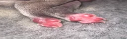 Italian Greyhound dogs for sale: Only one left. KC registered Italian Greyhounds - Advert 9