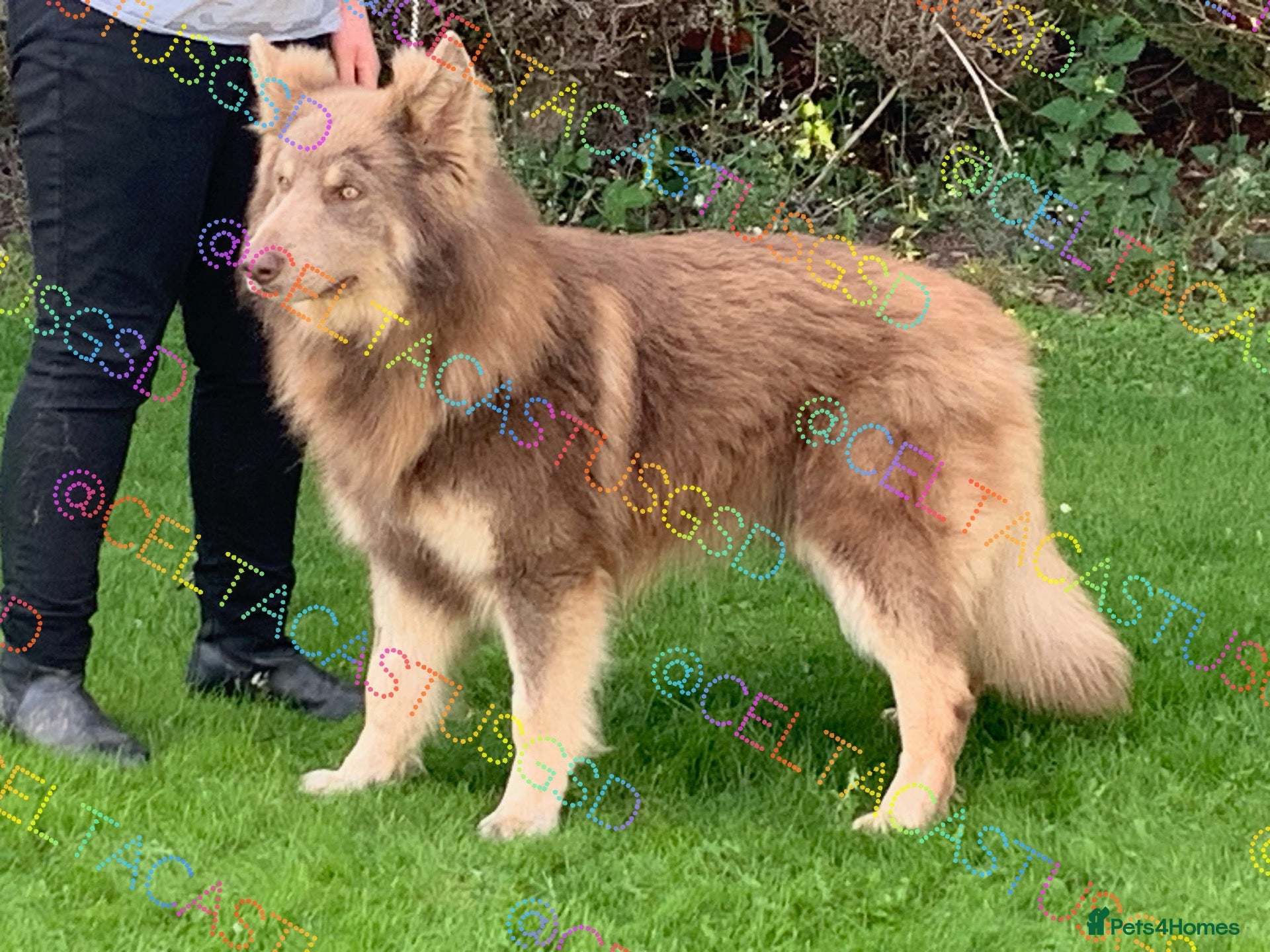 German Shepherd dogs Reduced further they carry Isabella Kcreg GSD pups - Advert 2