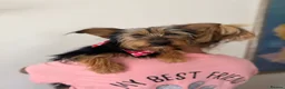 Mixed Breed dogs for adoption: Little Luna - Advert 8