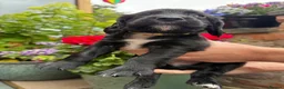 Cocker Spaniel dogs for sale: KC Registered Cocker Spaniel Puppies - Advert 6