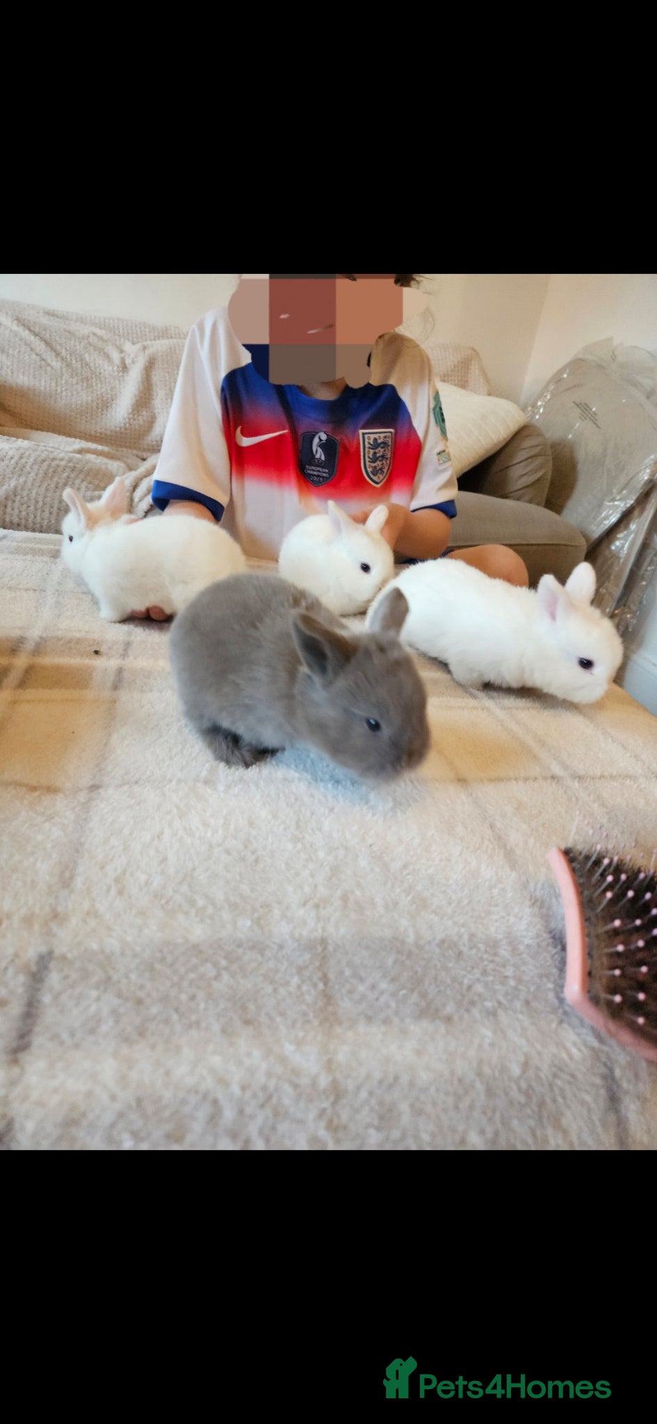 Mixed Breed rabbits Ready to go 4 baby bunnies  - Advert 1