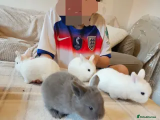 Mixed Breed rabbits Ready to go 4 baby bunnies - Advert 1