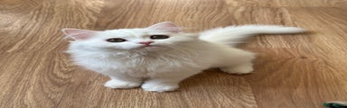 British Longhair Kitten 4