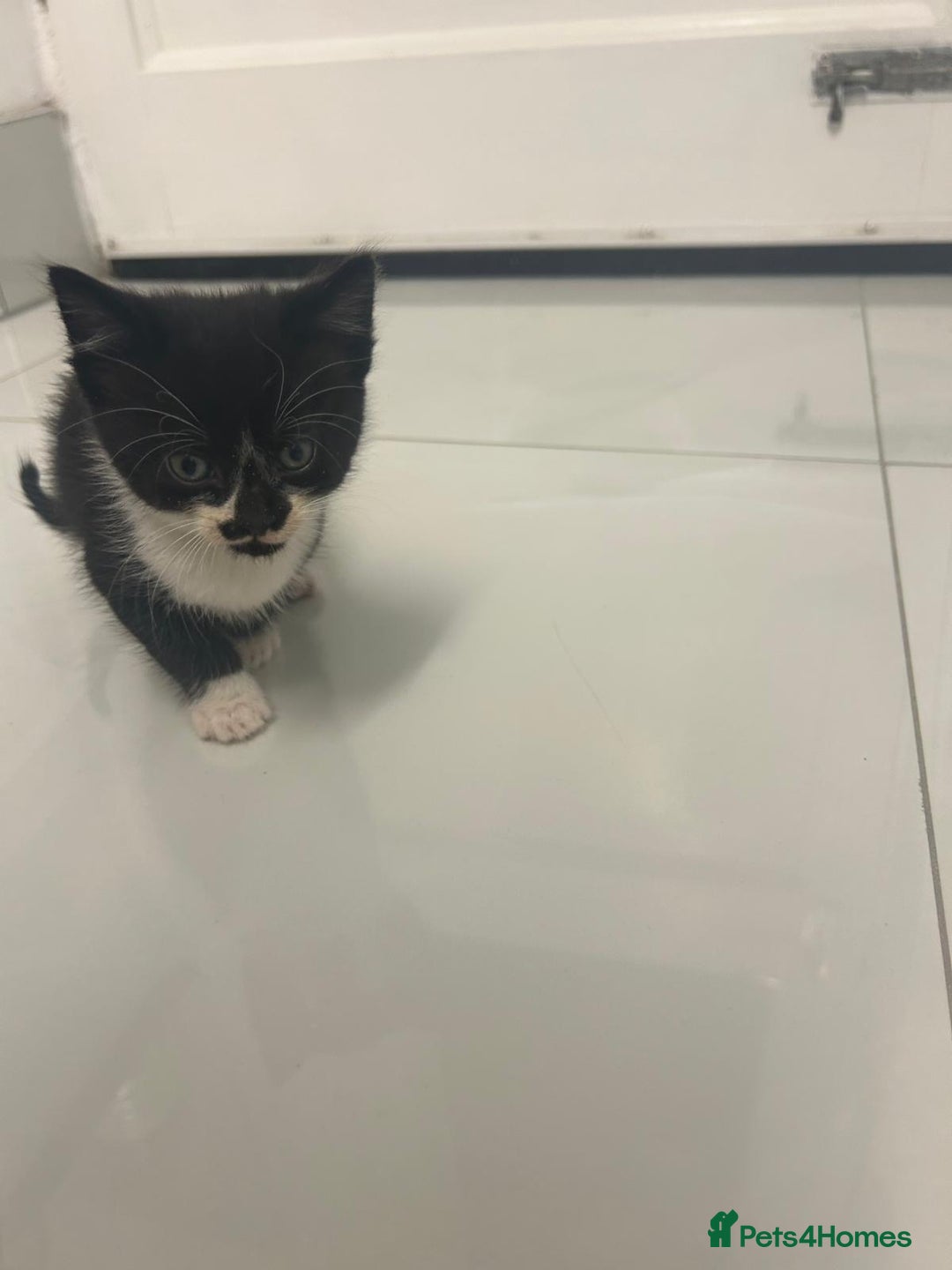 British Longhair cats for sale: North london kittens - Image 2