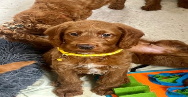 Goldendoodle dogs in Brough - Advert 8
