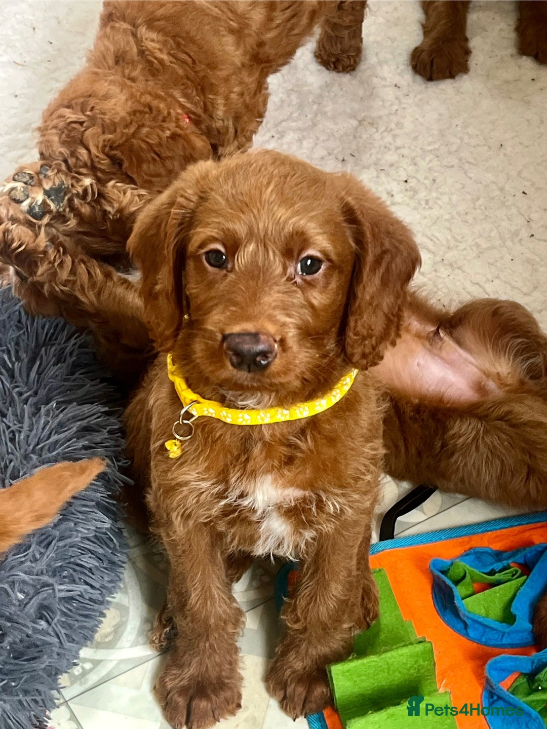 Goldendoodle dogs for sale: Top Quality Goldendoodle x Australian labradoodle  in Brough - Image 4