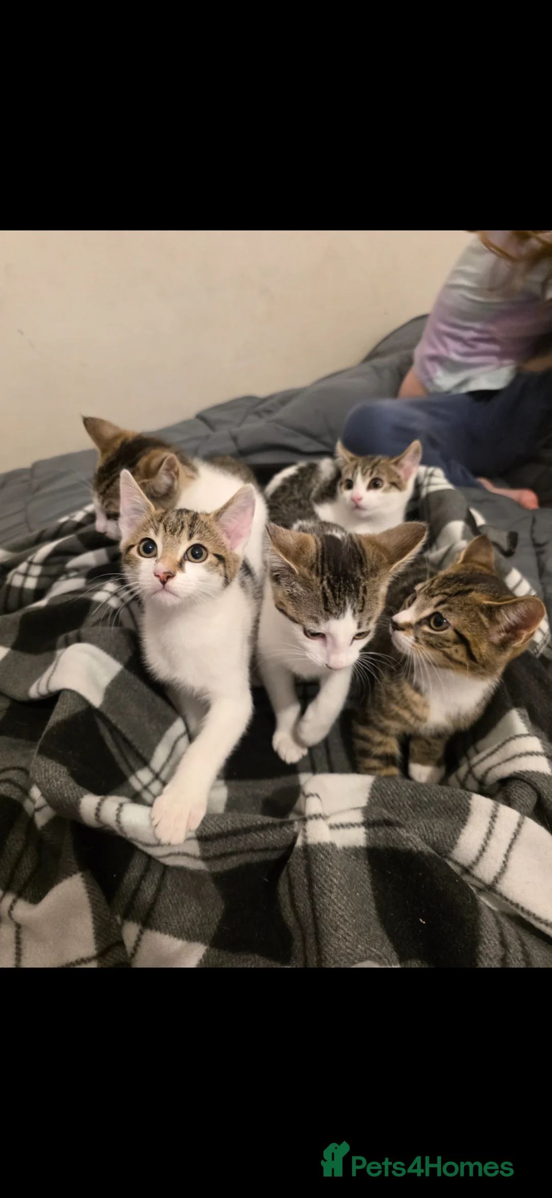 Mixed Breed cats for sale: 5 sweet babies ready for new homes.  - Advert 1