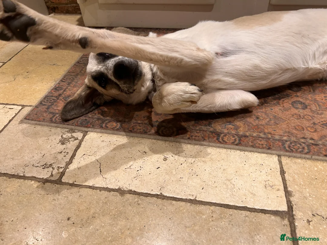 Mixed Breed dogs for adoption: Amara: Beautiful Soul Seeking a Family to Love - Advert 11