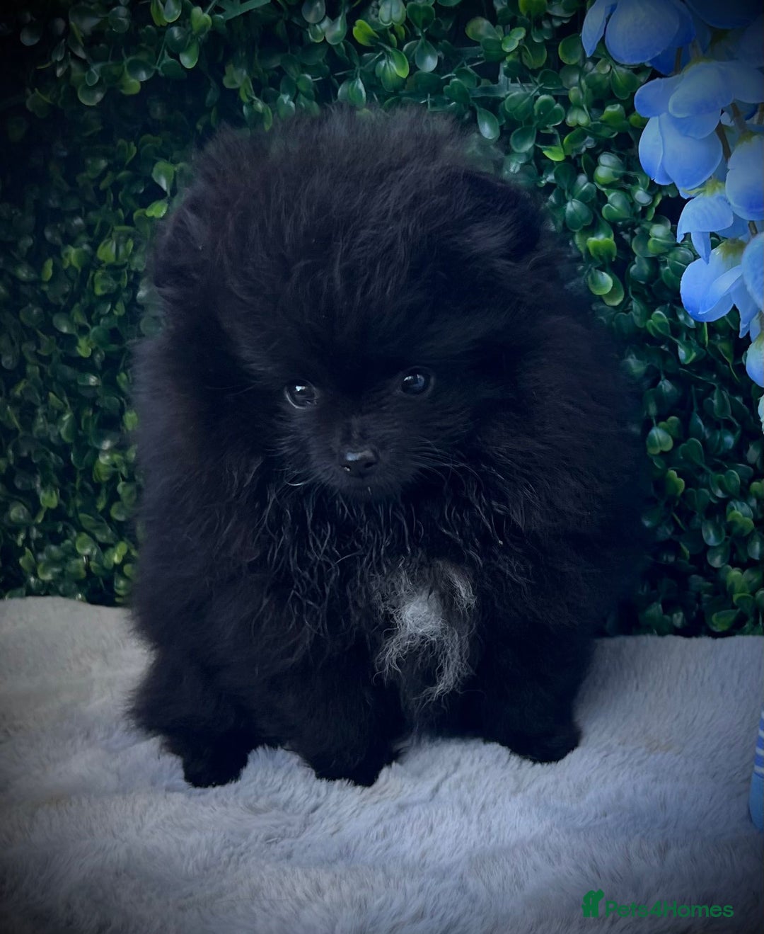 Pomeranian dogs for sale: ** Stunning Black Boy ** - Image 4