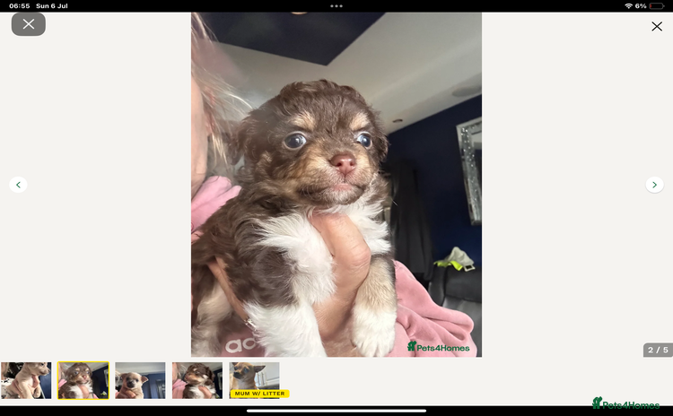 Toy Poodle dogs - Advert 15