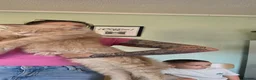 Maine Coon cats for sale: Male  - Advert 3