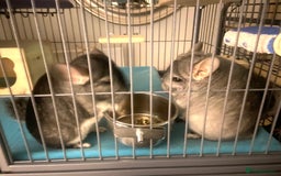 Chinchilla rodents for sale: Male Chinchilla pair with ferret nation cage - Advert 1