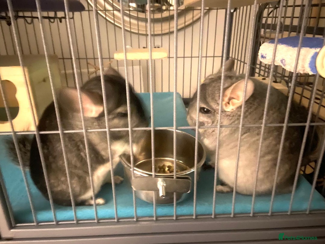 Chinchilla rodents for sale: Male Chinchilla pair with ferret nation cage - Advert 1