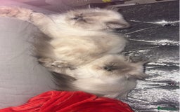 Persian cats for sale: 2 female Persian sisters  - Image 3