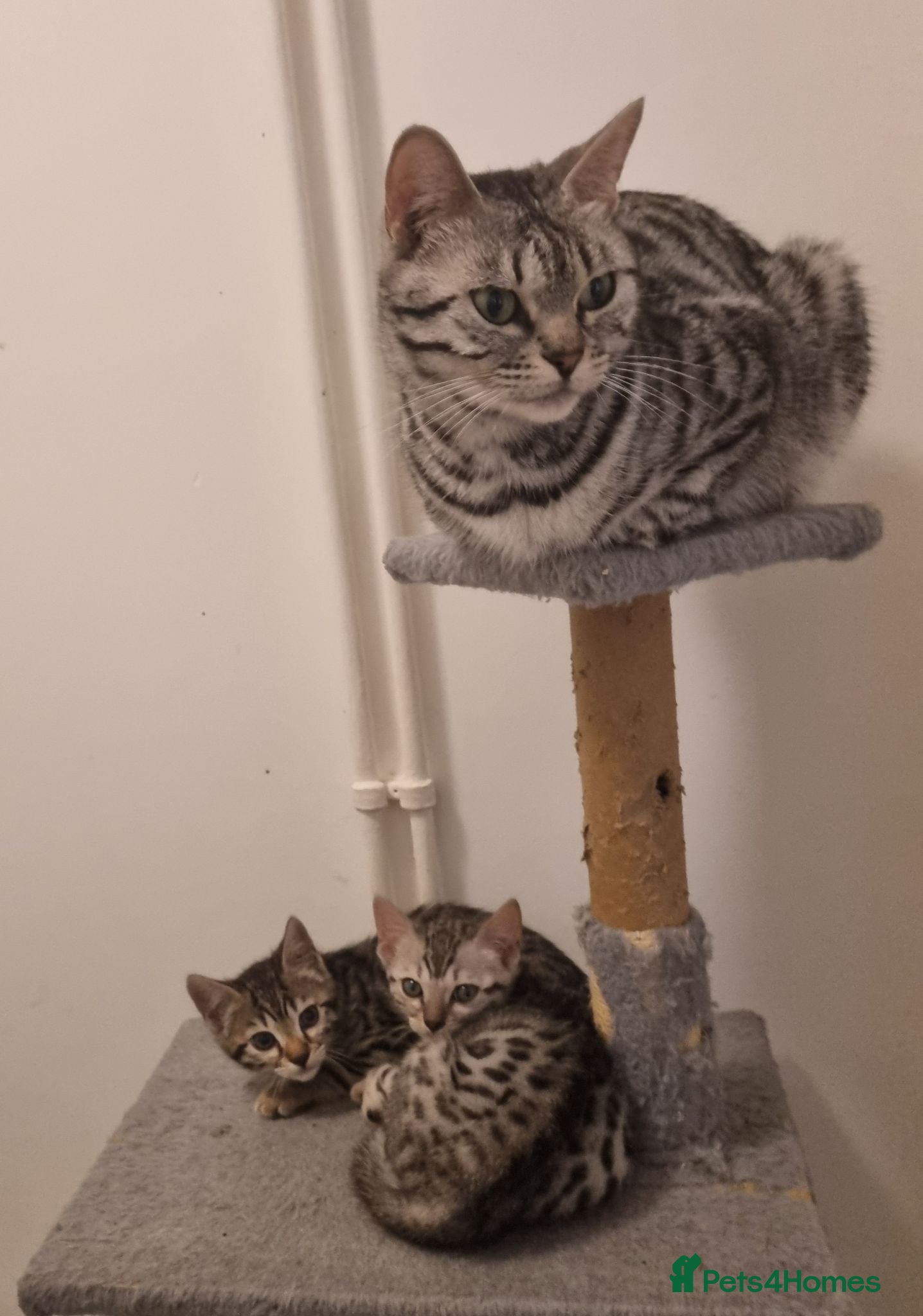 Bengal cats Rare Bengal kittens  - Advert 1