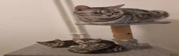 Bengal cats for sale: Rare Bengal kittens  - Advert 5