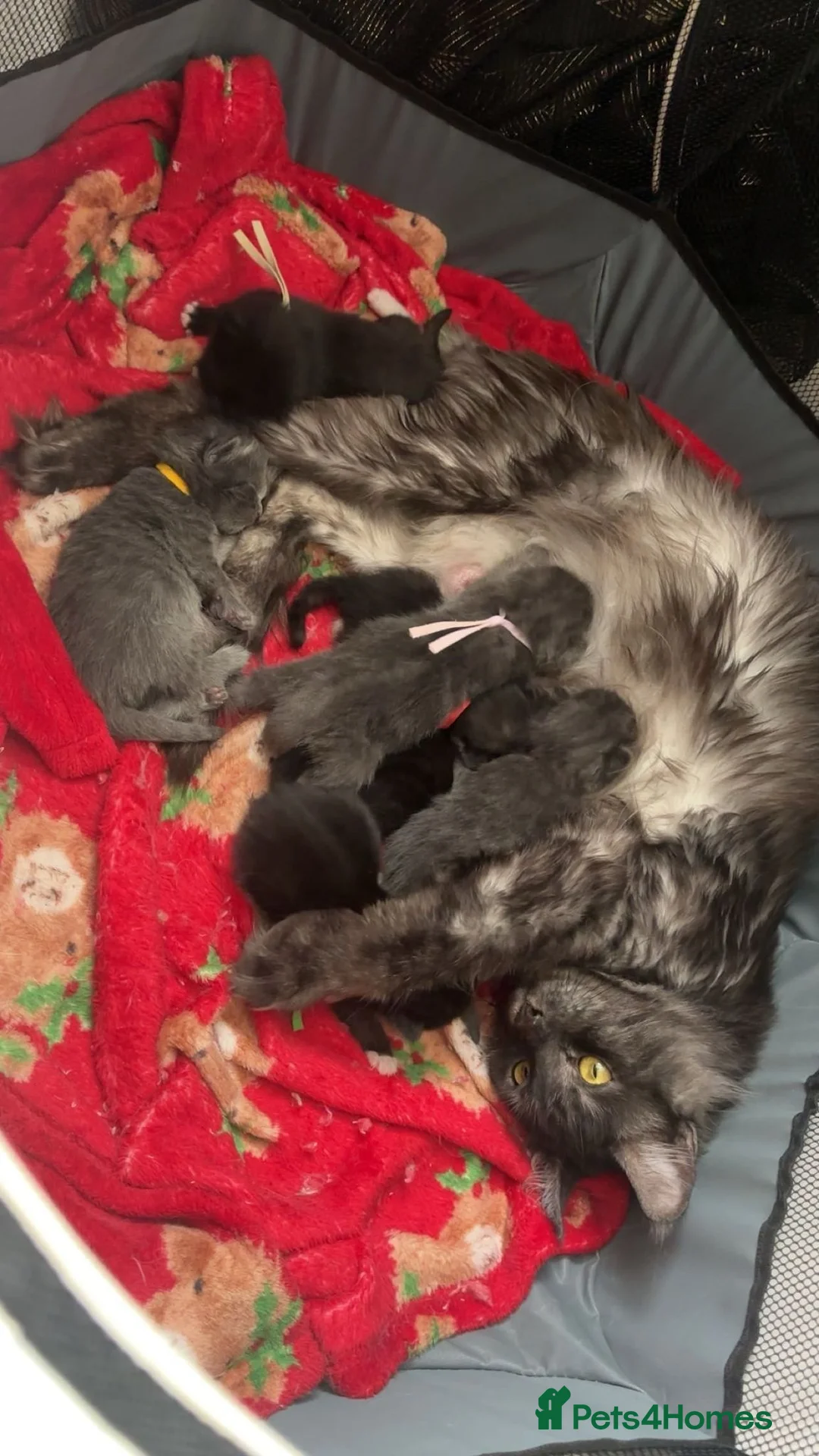 Maine Coon cats for sale: Mainecoon x babies in Swanley - Advert 6