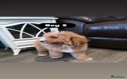 Cockapoo dogs for sale: Adorable Cockapoo pups 🦴🐾 - Image 13