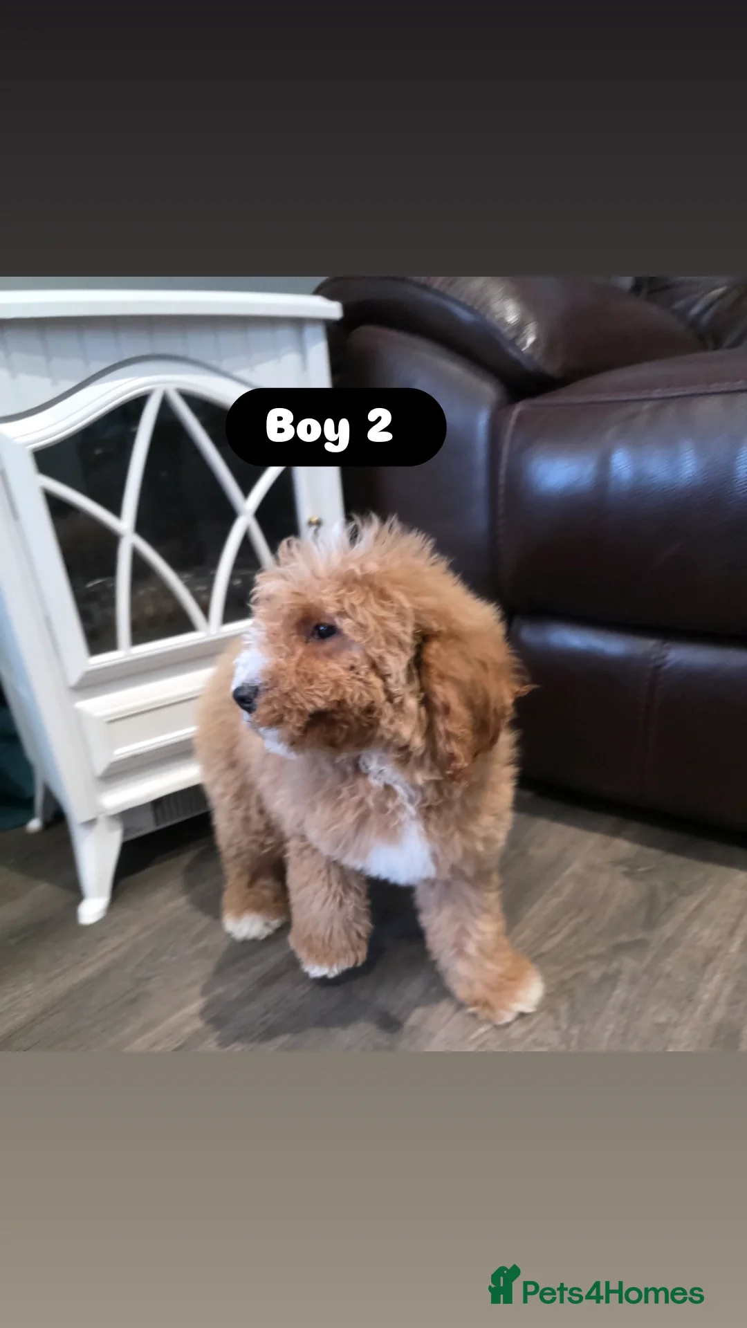 Cockapoo dogs for sale: Adorable Cockapoo pups 🦴🐾 - Image 13