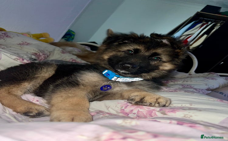 German Shepherd dogs - Advert 3
