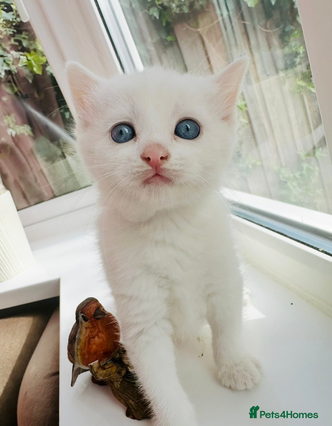 Turkish Angora cats Pure White With Turquoise Eyes - Advert 1