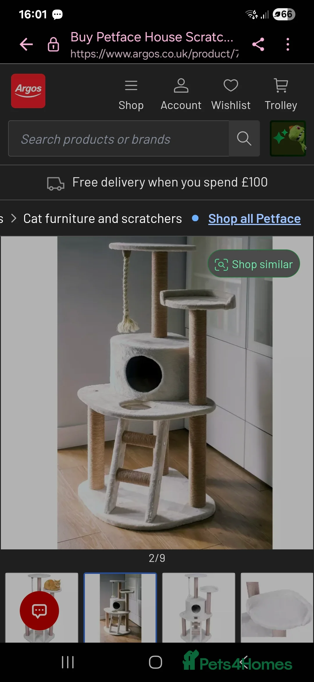 Ragdoll cats for sale: Coco kittycat - Advert 10