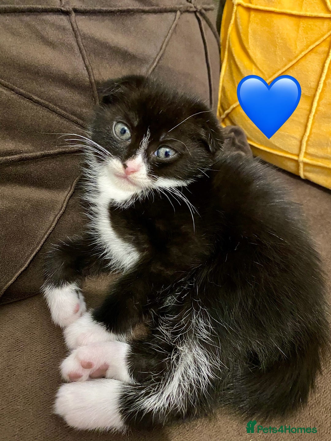 Mixed Breed cats for sale: 3 kittens, 2 girls 1 boy. READ DESCRIPTION  - Advert 5