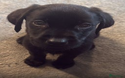 Labrador Retriever dogs for sale: UPDATED-Black Lab Boy Puppy - Image 1