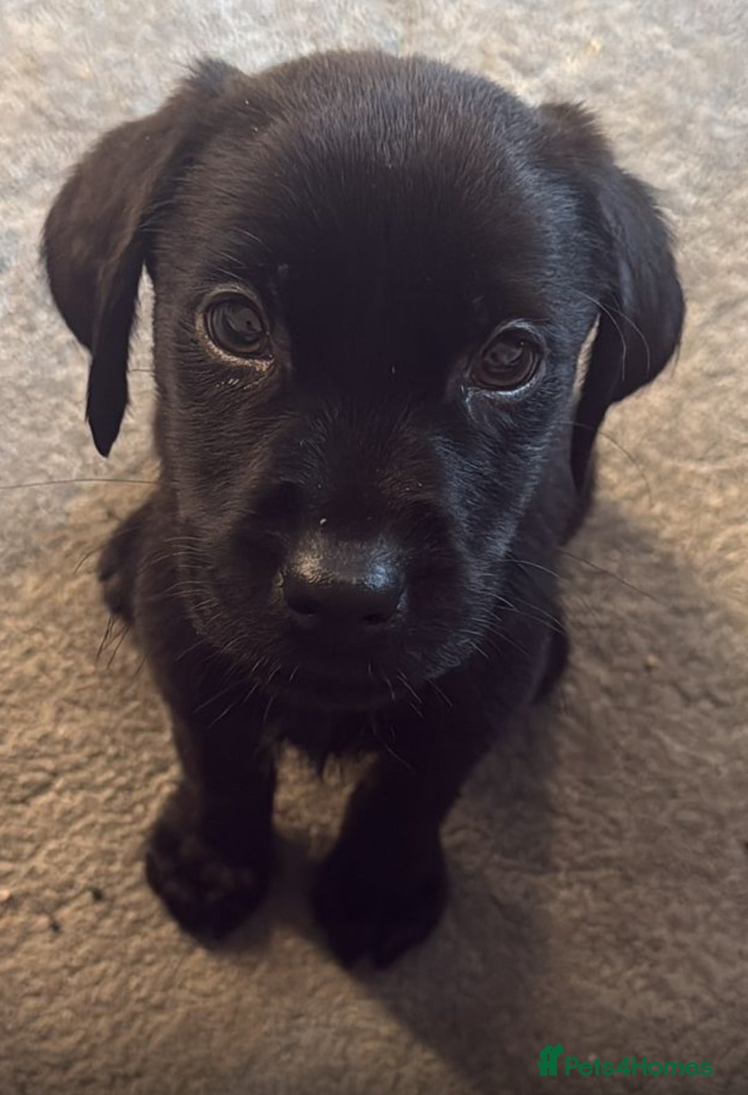 Labrador Retriever dogs for sale: UPDATED-Black Lab Boy Puppy - Image 1