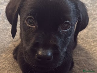 Labrador Retriever dogs - Advert 20