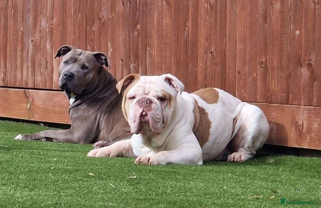 English Bulldog dogs English Bulldog Staffordshire Terrier - Advert 15