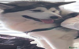 Alaskan Malamute dogs for sale: 3 year old KC registered female Alaskan malamute - Image 3